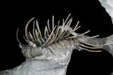 Spine-On-Spine Koneprusia Trilobite - Very Special Prep! #77599-2